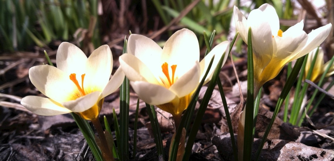 Crocus