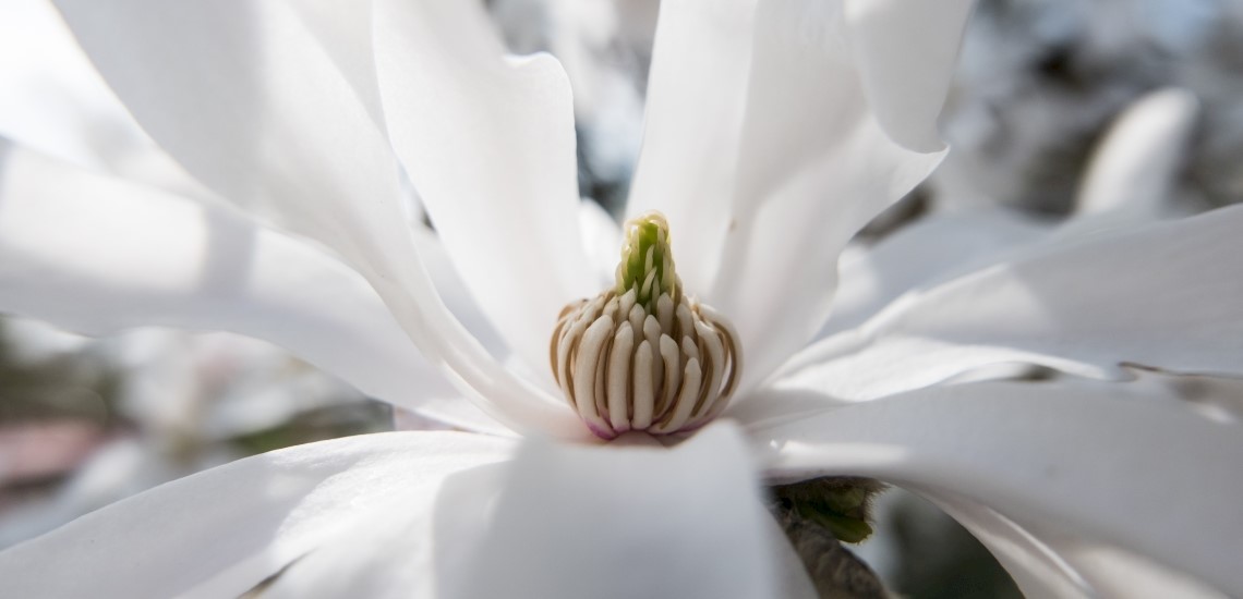 Magnolia stellata