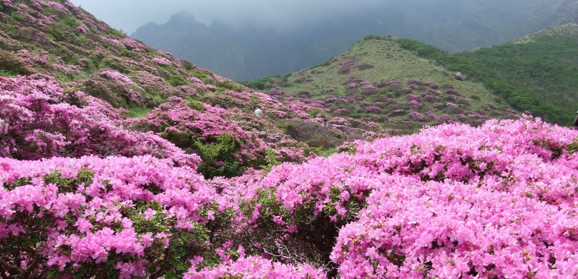 Rhododendron kiusianum