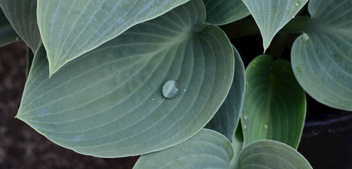Hosta