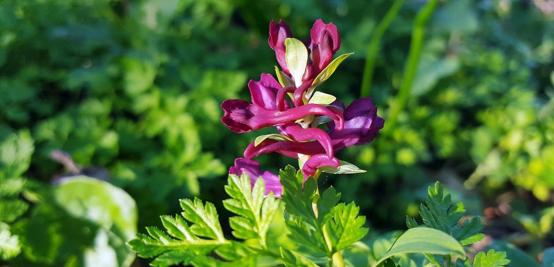 Corydalis cava