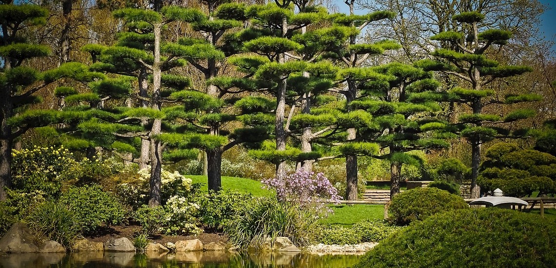 Japansk trädgård