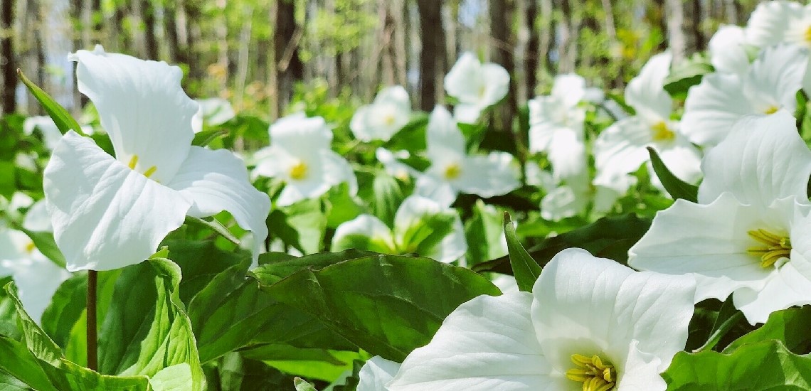 Trillium