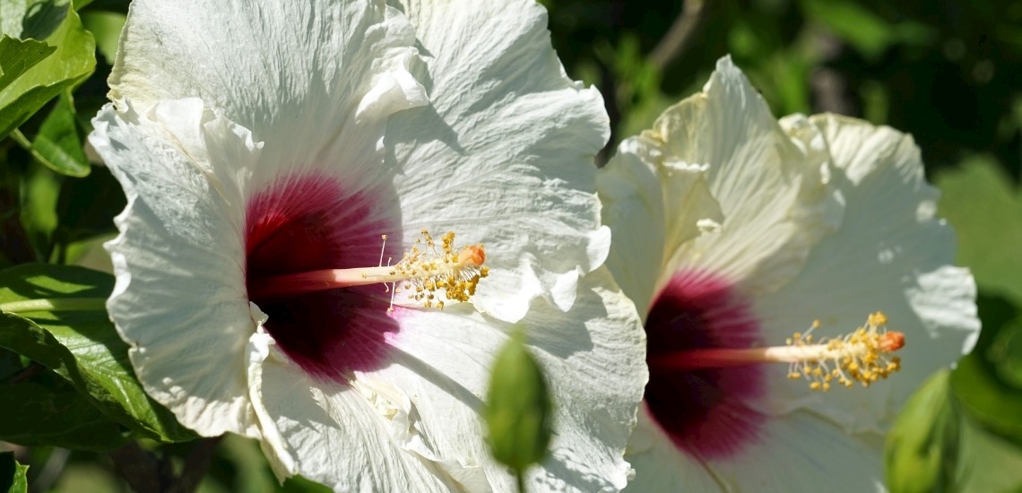 Hibiscus syriacus