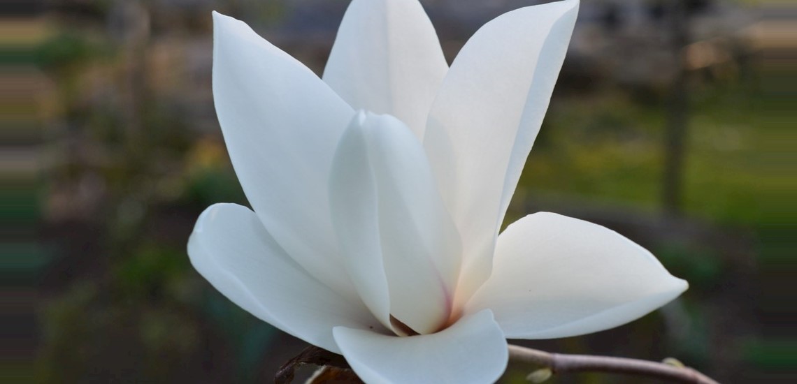 Magnolia 'Karin'
