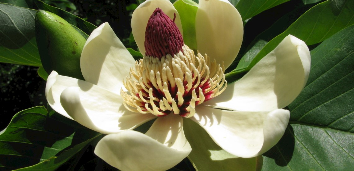 Magnolia obovata
