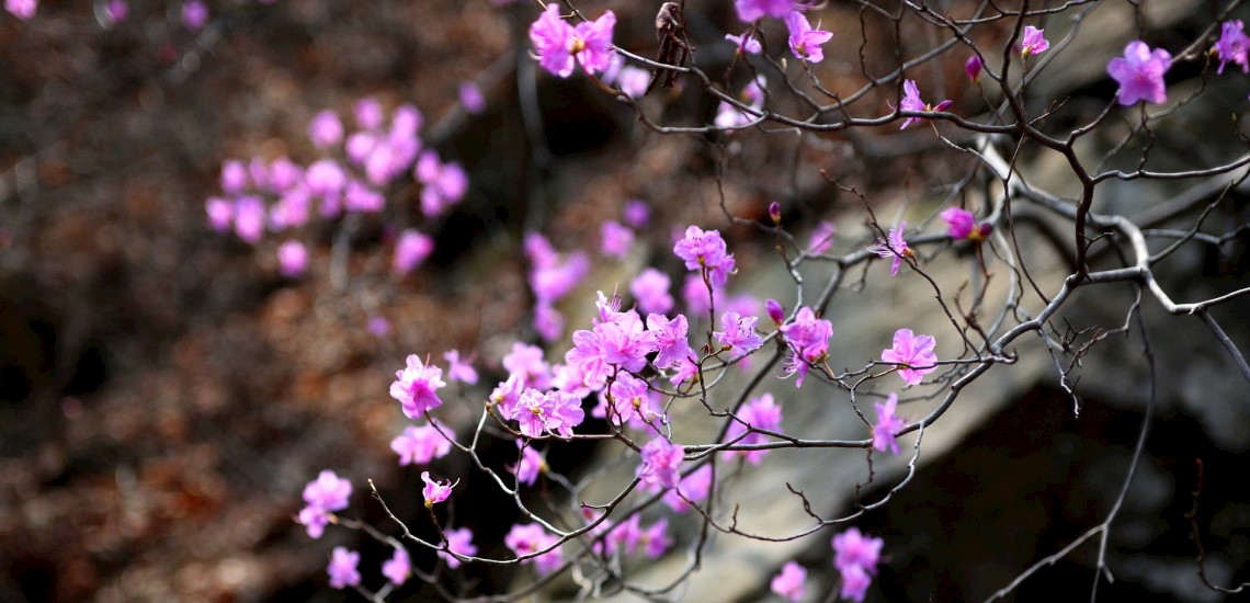 Azalea