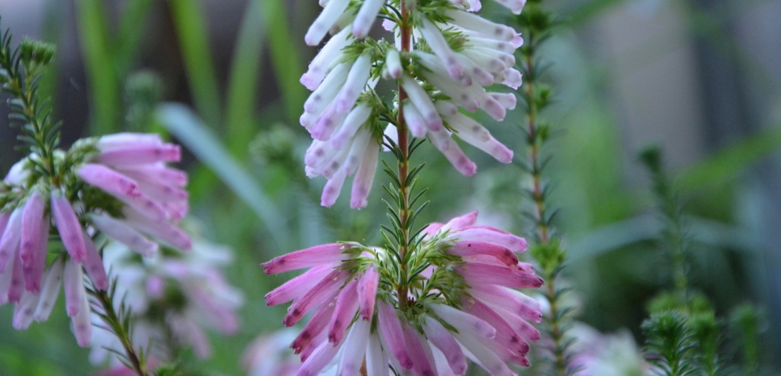 Erica verticillata