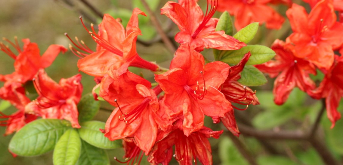 Azalea