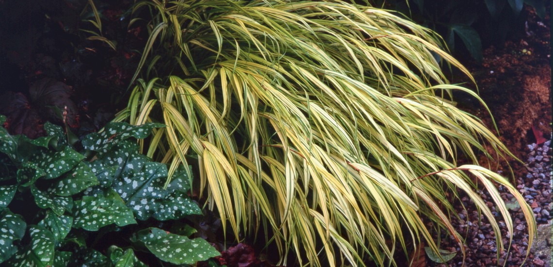 Hakonechloa macra 'Aureola', gulbrokigt hakonegräs