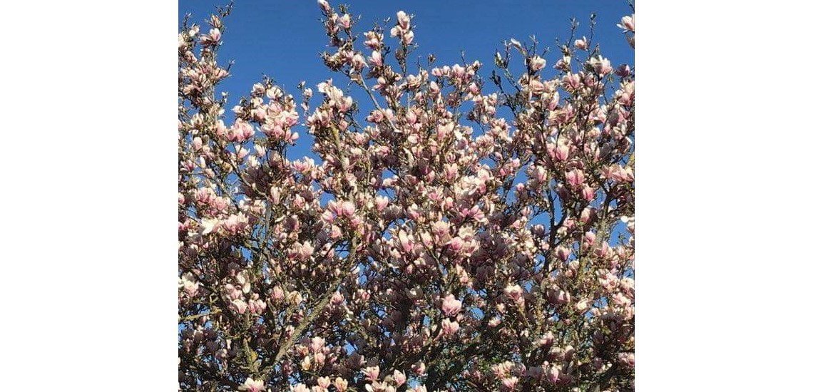 Magnolia i Kerstin Persons trädgård