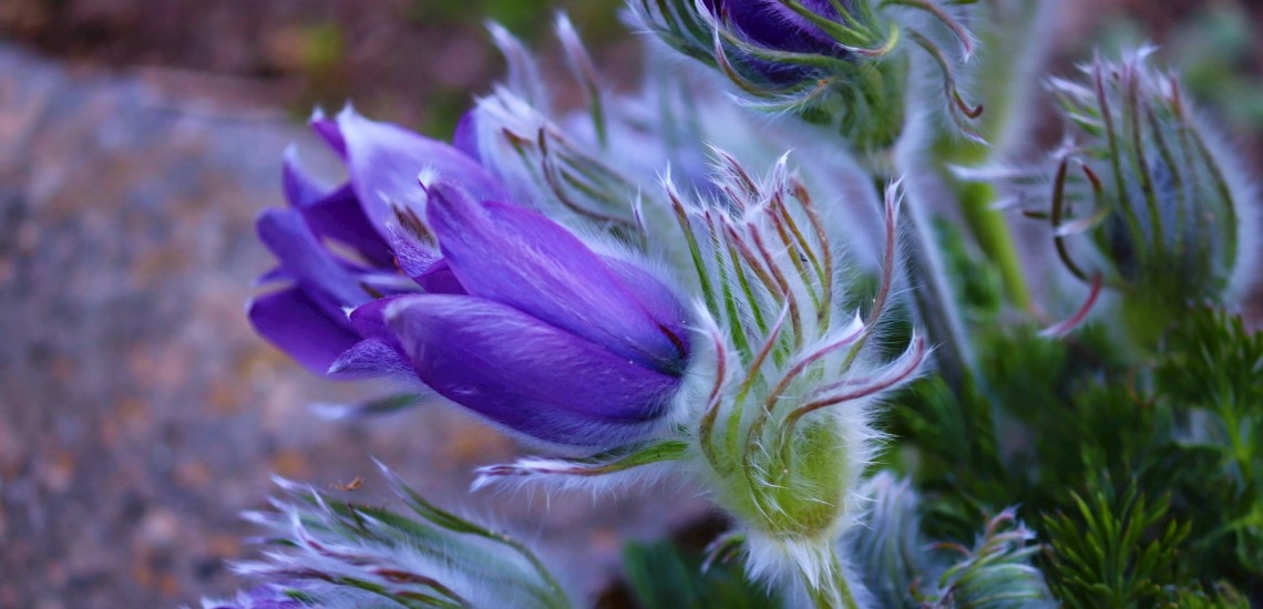 Pulsatilla vulgaris