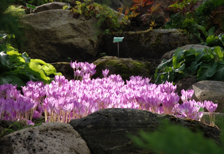 Besök i vackra trädgårdar med ovanliga växter