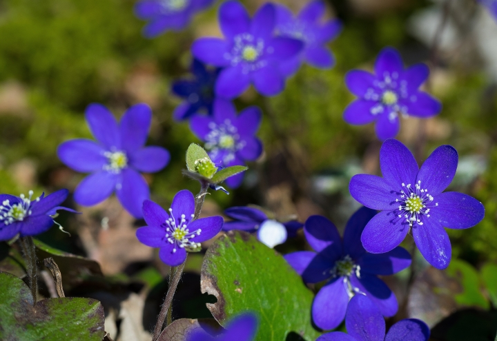 Möten med föreläsningar om trädgård och växter