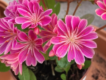 Lewisia