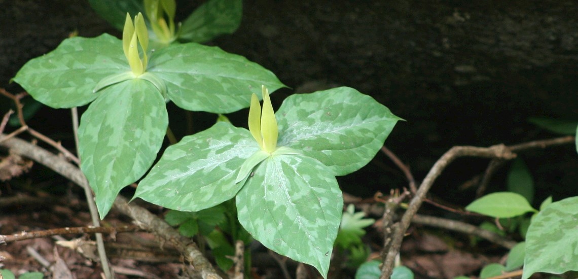 Trillium luteum